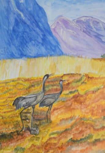 Herons - Olga, 13